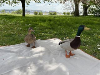 16. Mai 2026, HH-Jenischpark