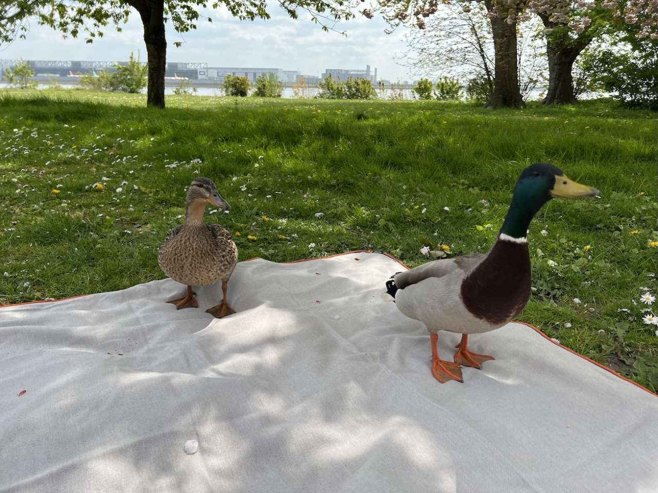 Male and female ducks walking across a picnic blanket in a park.